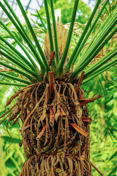 Cycas revoluta (Sago Palm) with a yellowish-orange cone (strobilus) emerging from the apex