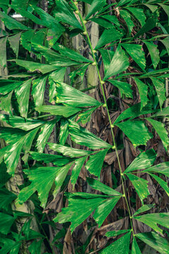 Caryota palm leaves with unique fishtail shape. Detailed foliage with jagged edges on thin stem