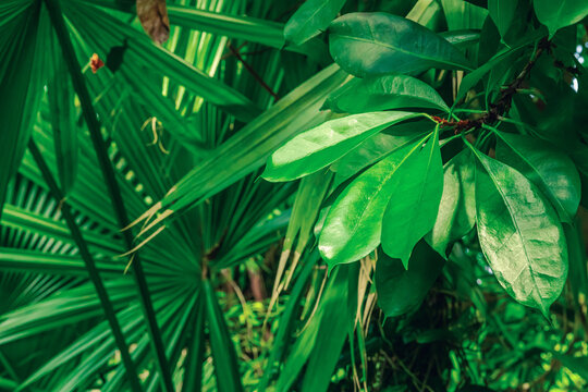 Magnolia tree canopy with large oval leathery leaves. Detailed foliage texture and organic pattern