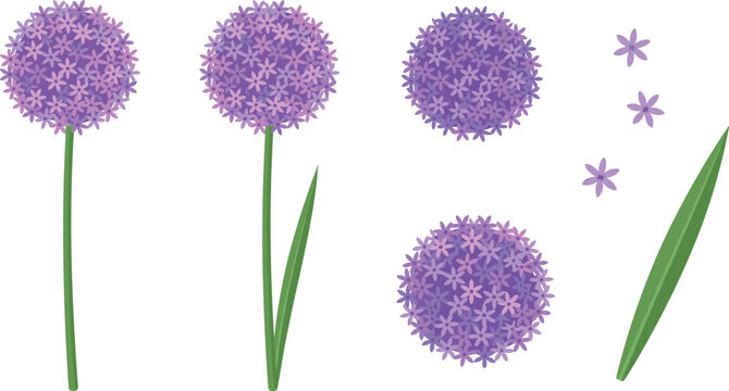 Purple allium ornamental onion flower vector illustration set with green leaves stems and single blossoms isolated on white background for spring garden botanical design