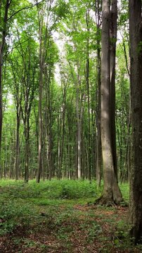 Sunbeams streaming through the dense green canopy of Codrii Pascanilor forest, creating a magical atmosphere in the Romanian woodland