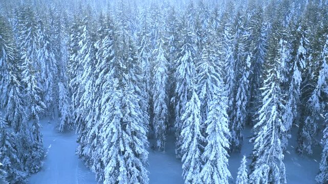 Aerial view of a snow-covered conifer forest showcasing a breathtaking winter landscape with dense evergreen trees blanketed in fresh snow.