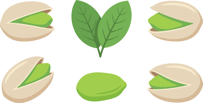Fresh green pistachio nuts vector illustration set with open shells peeled kernel and leaves isolated on white background for healthy snack food packaging design