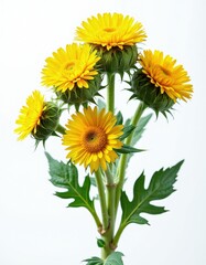 Fototapeta premium Yellow Jerusalem artichoke flowers isolated on white background. Bright girasol blossoms with green stems leaves for botanical collection. Studio shot of Helianthus tuberosus plant parts. Fresh