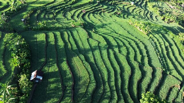 Aerial view captures lush green terraces