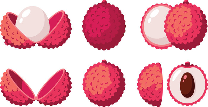 Fresh tropical lychee fruit vector illustration set with whole peeled half cut pieces and seed isolated on white background for exotic food beverage design