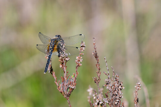 Dark whiteface dragonfly Leucorrhinia albifrons resting on a dry heather branch in Latvia macro close up