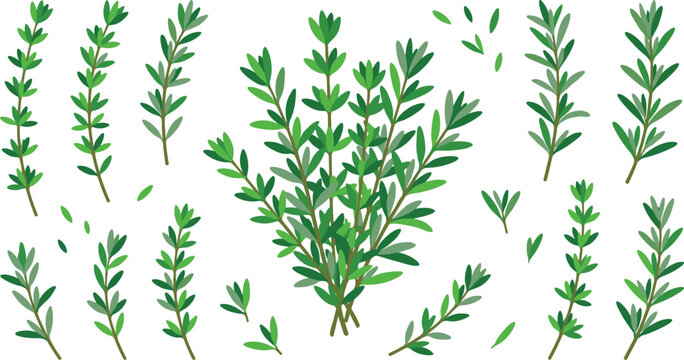 Fresh green thyme herb twigs and rosemary branches vector illustration set isolated on white background for culinary cooking and seasoning graphic design