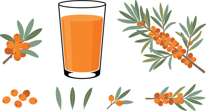 Fresh sea buckthorn juice glass vector illustration set with orange berries branch and green leaves isolated on white background for beverage healthy product design
