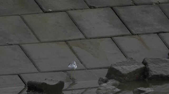 A common greenshank (Tringa nebularia) in winter plumage standing at the foot of the dike