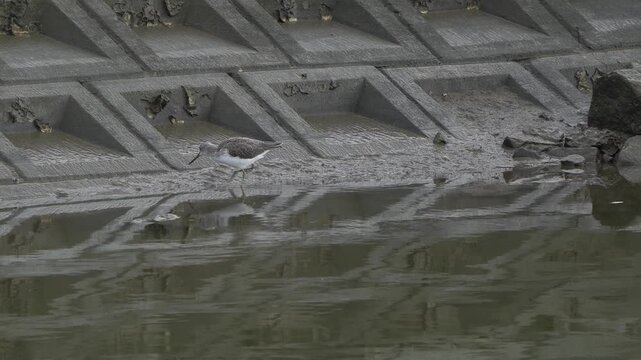 A common greenshank (Tringa nebularia) in winter plumage foraging in the mud along a dike 