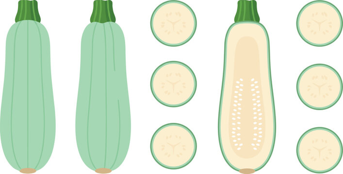 Fresh green zucchini and marrow squash vector illustration set with whole halved and sliced pieces isolated on white background for culinary recipe design