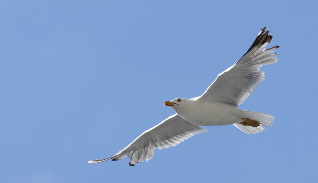 Yellow-legged gull in flight, Larus michahellis, birds of Montenegro