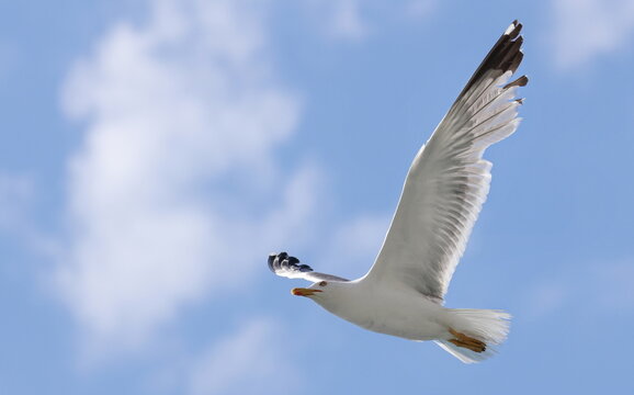 Yellow-legged gull in flight, Larus michahellis, birds of Montenegro