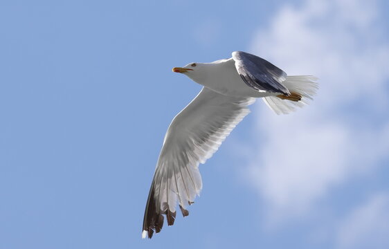 Yellow-legged gull in flight, Larus michahellis, birds of Montenegro