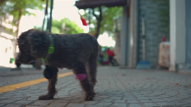 cute black toy poodle walking and playing at street at summer, adorable small black dog portrait with curly fur at sunny day 4k