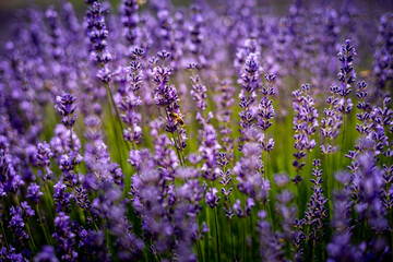 Obraz premium Blooming purple lavender flowers as background.