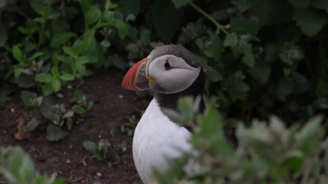 Atlantic puffin  among coastal vegetation on Inner Farne