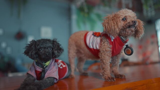 two adorable toy poodle dogs relaxing on wooden table in cozy cafe interior, cute and playful small puppies at soft bokeh indoor background 4k