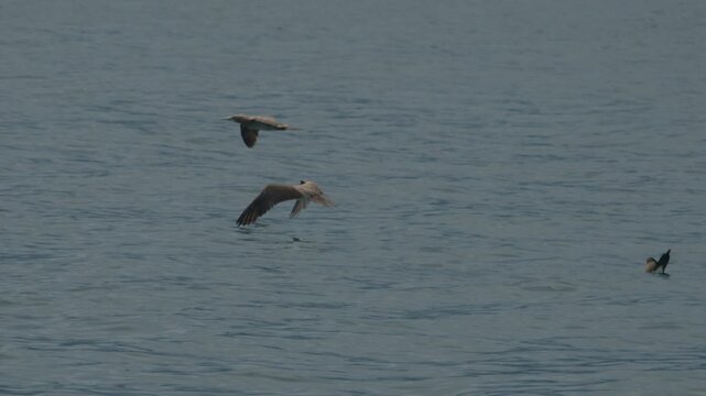 The brown booby (Sula leucogaster) flies low over the sea surface. Bird flies over the water