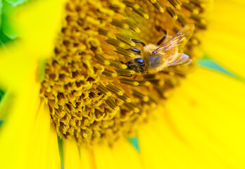 Westerrn honeybee collecting nectar and pollen in the center of a sunflower © Darren Koobs