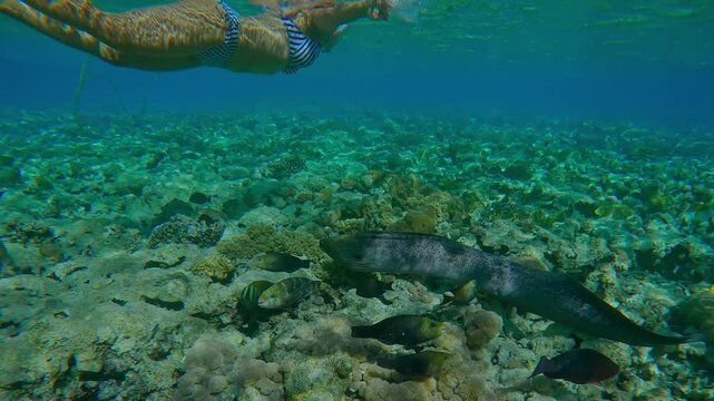 Woman wearing a snorkel mask swims along the water surface on the shallow, unaware that Giant Moray, Gymnothorax javanicus is swimming below her, in the bright glare of the midday sun