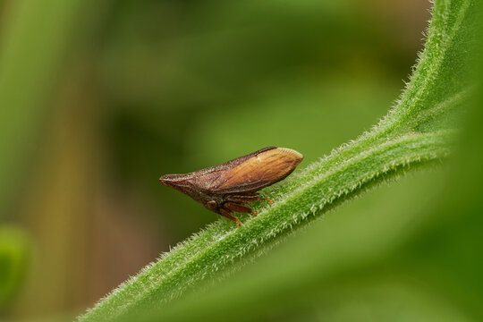 Brown Enchenopa binotata treehopper resting on natural branch