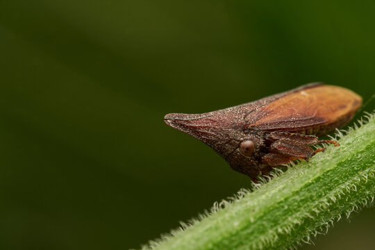 Brown Enchenopa binotata treehopper resting on natural branch