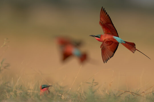 Southern carmine bee-eater in flight (room for text)