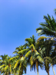 Fototapeta premium Tropical Coconut Palm Trees Against a Bright Clear Blue Sky on a Sunny Day in a Relaxing Summer Vacation Paradise