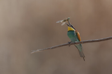 Fototapeta premium European bee-eater tosses prey