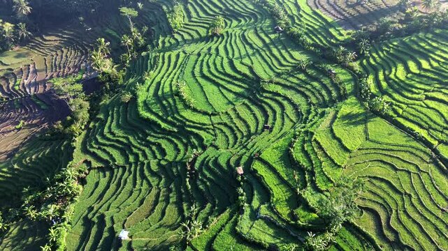 Aerial view captures lush green terraces