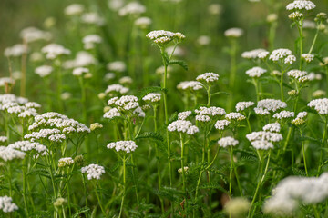 White Yarrow Flowers (Achillea millefolium) in a Summer Meadow, Natural Rural Landscape © Elżbieta Kaps