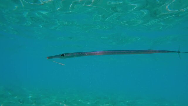 Bluespotted Cornetfish or Smooth Flutemouth, Fistularia commersonii survivor of a severe mouth fracture swimming in turquoise water under the surface in shallow water.