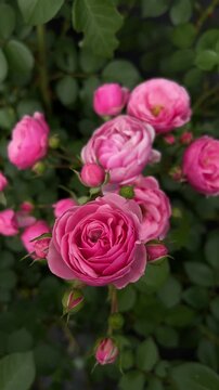Blooming Pomponella Rose Surrounded by Buds and Foliage