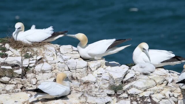 Northern gannet on its nest performs a highly ritualized threat display