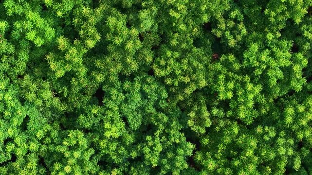 aerial view of dense forest canopy with green foliage