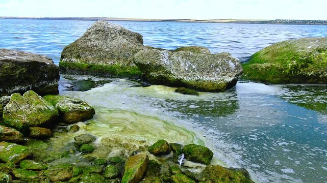 The image depicts a rocky coastal shoreline densely covered with a thick layer of green macroalgae.