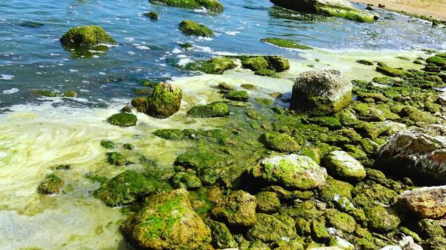 The image depicts a rocky coastal shoreline densely covered with a thick layer of green macroalgae.