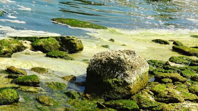 The image depicts a rocky coastal shoreline densely covered with a thick layer of green macroalgae.