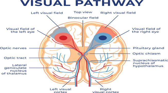 Visual Pathway Anatomy Medical Infographic Vector Illustrating Optic Nerves Optic Chiasm Optic Tracts Visual Cortex and Binocular Vision for Biology Education