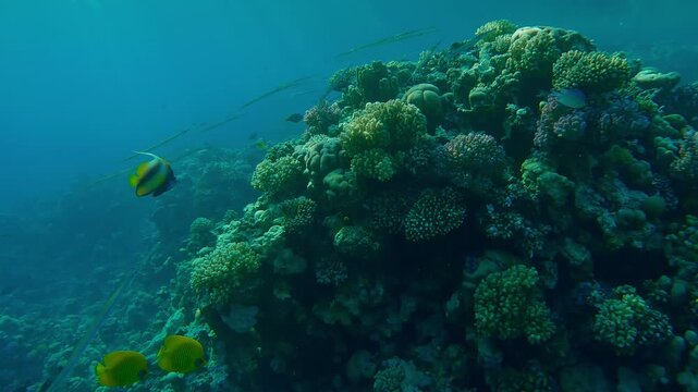 Beautiful coral reef over which a school of Bluespotted Cornetfish or Smooth Flutemouth, Fistularia commersonii swim illuminated by the bright sunbeams in the evening light at sunset