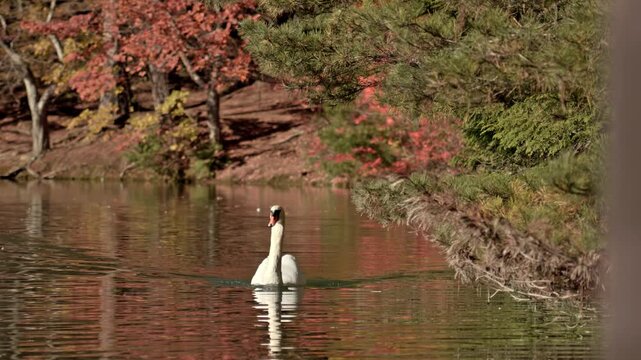 A beautiful cinematic sequence capturing a solitary white swan gliding near a forested shoreline, framed by green pine branches in the foreground and warm autumn foliage reflecting on the water at Ina