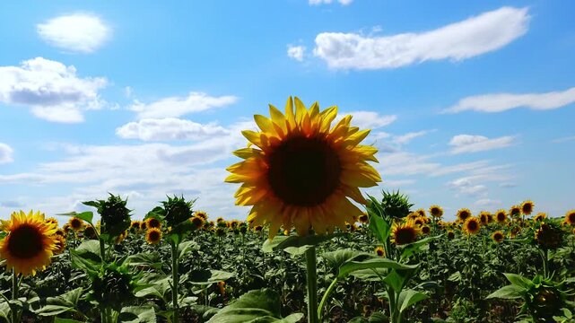 Single common sunflower (Helianthus annuus) flowering beneath a cloudless blue sky