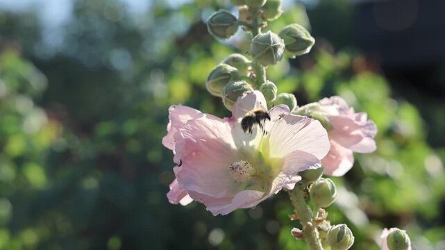 Bumblebee pollinating a pink hollyhock flower in slow motion