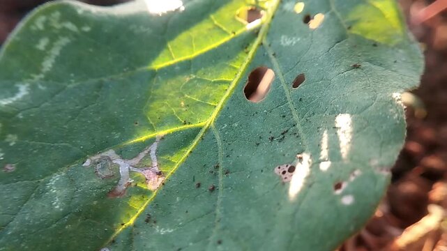 Macro view of a green leaf showing a pest hole and white trails trembling subtly.