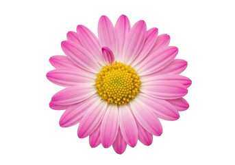 Obraz premium Vibrant pink daisy with yellow center isolated on transparent background