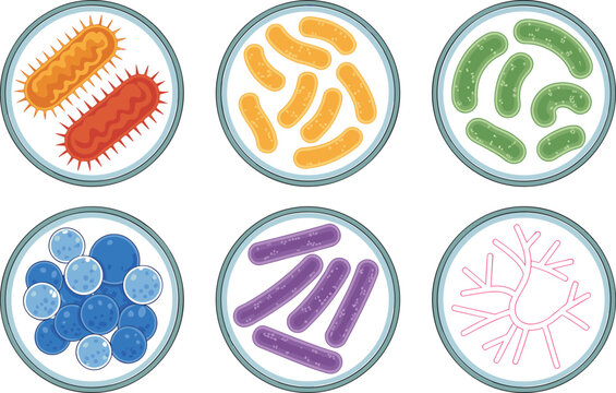 Bacteria Culture Collection Medical Vector Illustration Featuring Different Bacterial Shapes Colonies and Microorganisms for Microbiology Biology and Healthcare Education