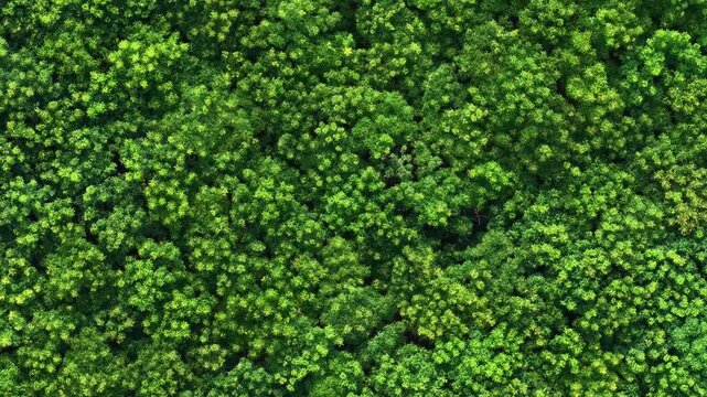 aerial view of dense forest canopy with green foliage