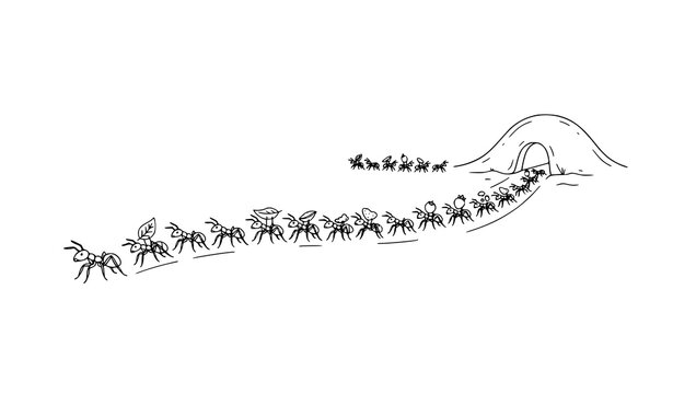 Ant Colony Following Leader in Chain of Command Vector Illustration Black and White Line Art